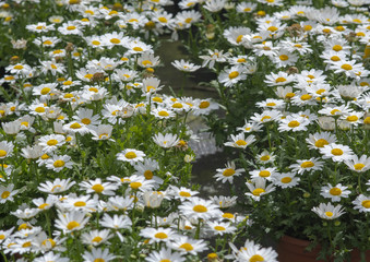 White daisy flowers closeup