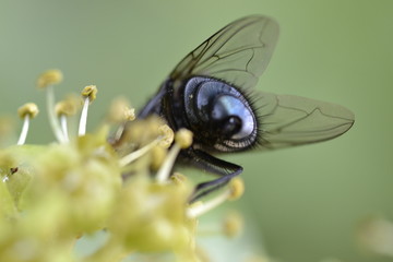 mosca
