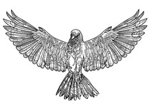 A Bird With Spread Wings. Drawing Manually In Vintage Style. Meditative Coloring For Children. Arrows, Points, Patterns, Scales, Strokes, Wool. Bird, Logo.