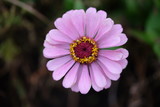 Fototapeta Kosmos - Pink Flower 