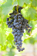 Bunch Of Ripe Merlot Red Wine Grapes Growing On A Grapevine At A Vineyard In Walla Walla, Washington, United States