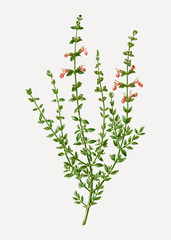 Wall Mural - Cat thyme plant