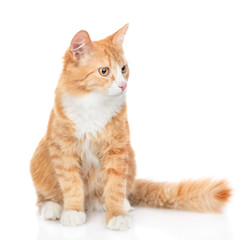 Wall Mural - Adult red tabby cat looking away. isolated on white background