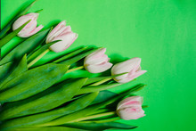 Border Of Fresh Tulips On Green Background. Copy Space. Spring Flowers. Pink White Tulips, Lovely Tulip Flowers Composition. Valentines Day Or Mothers Day. International Womens Day March 8.