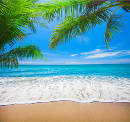 Wall Mural - tropical beach with coconut palm