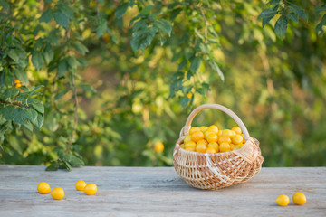 yellow plum in basket on wooden table outdoor