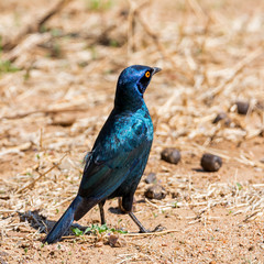 Sticker - Glossy Starling