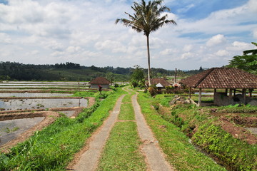 Wall Mural - rice terraces, Bali, Indonesia