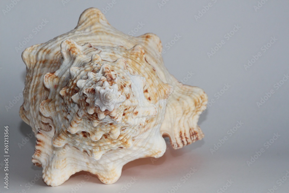 Shell of Tutufa bubo, also known as the giant frog snail or giant frog ...