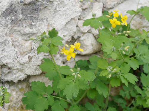 Chelidonium Majus La Grande Chélidoine Aux Feuilles