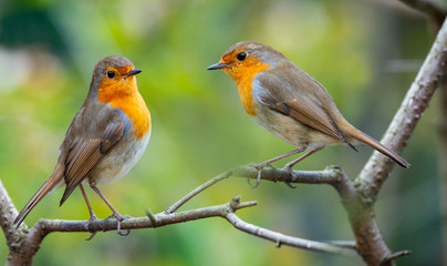 Red Robin (Erithacus rubecula) birds close up in a forest