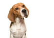 Portrait of a beagle dog glancing away on a white background with copy space