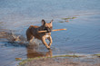 © Elles Rijsdijk - French bulldog running through water with a wooden stick