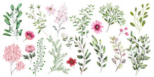 Watercolor Illustration. Botanical Collection. A Set Of Wild And Garden Herbs, .decorative Flowers. Leaves, Flowers, Branches And Other Natural Elements. All Figures Are Isolated On White Background.