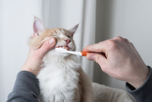 Cream Colored Maine Coon Cat Getting Teeth Brushed By Owner