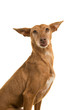Portrait of a cute podenco andaluz looking at the camera stickin out its tongue isolated on a white background