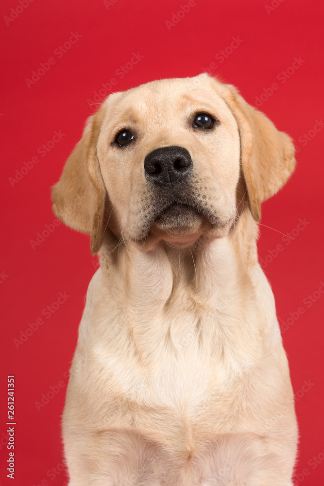 Portrait of a cute labrador retriever puppy looking up on a red background in a vertical image - obrazy, fototapety, plakaty 