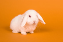 White Rabbit On An Orange Background