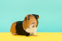 Pretty Multi Colored Guinea Pig Looking At The Camera On A Yellow And Blue Background