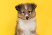 Portrait Of A Shetland Sheepdog Puppy On A Yellow Background Looking At The Camera Seen From The Front