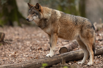  Grey wolf in the forest