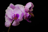 Fototapeta Storczyk - closeup of pink orchid flower