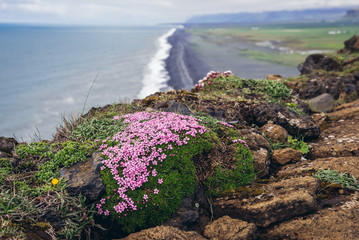 Canvas Print - Thymus praecox arcticus - Arctic Thyme on the top of Dyrholaey cape in Iceland