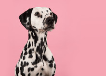 Portrait Of A Dalmatian Dog Looking To The Right On A Pink Background With Space For Copy