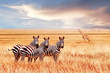 Group of wild zebras and jiraffe in the African savanna against the beautiful sunset. Wildlife of Africa. Tanzania. Serengeti national park. African landscape.