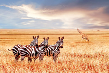 Wall Mural - group of wild zebras and jiraffe in the african savanna against the beautiful sunset. wildlife of af