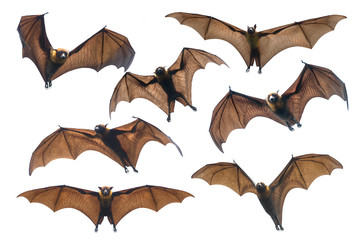 Canvas Print - Bat flying isolated on white  background (Lyle's flying fox)