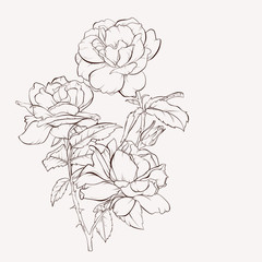 Wall Mural - Vector rose flower. Summer flowers bouquet. Element for design. Hand-drawn contour lines and strokes.