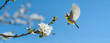 Leinwandbild Motiv Der Singvogel Blaumeise und eine Biene an einem blühenden Kirschbaum zeigt, dass endlich Frühling ist	