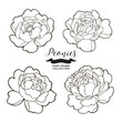 Peony flowers outlines. Hand drawn flowers isolated on white background. Floral elements vector illustration.