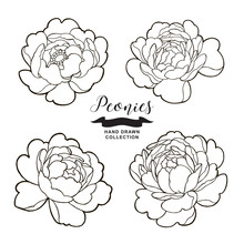 Peony Flowers Outlines. Hand Drawn Flowers Isolated On White Background. Floral Elements Vector Illustration.