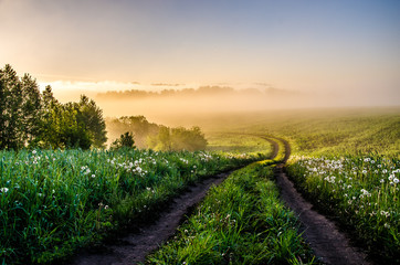 early morning. forest hiding in the fog. forest path