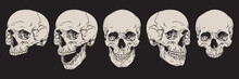 Anatomically Correct Human Skulls Set Isolated. Hand Drawn Line Art Vector Illustration
