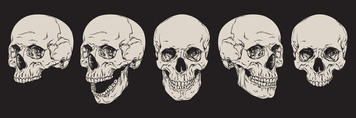 anatomically correct human skulls set isolated. hand drawn line art vector illustration