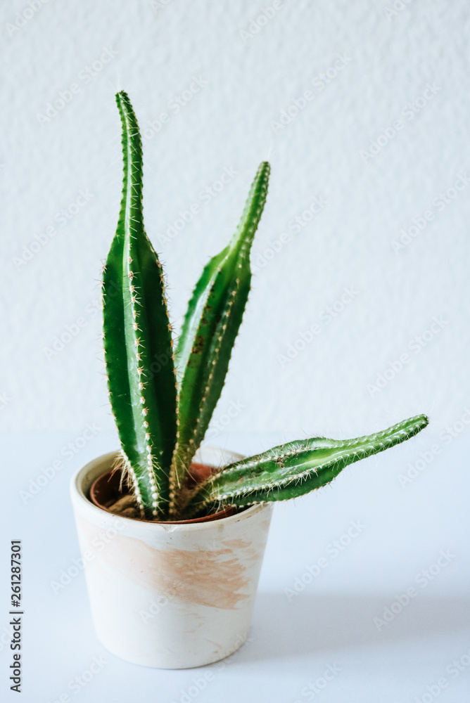 Cactus plant developing an Etiolation (unusual smaller, lighter growth due  to lack of light) Stock Photo | Adobe Stock