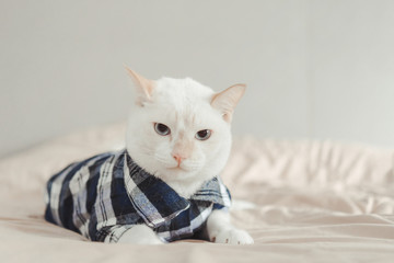 Wall Mural - Portrait of White Cat wearing glasses,animal fashion concept.