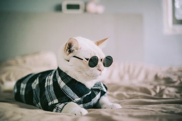 Wall Mural - Portrait of White Cat wearing glasses,animal fashion concept.