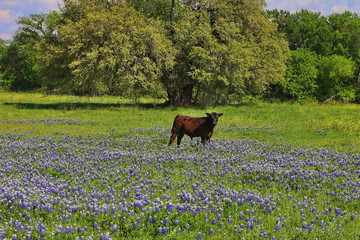 Poster - Cattle and Bluebonnets near Waco Texas