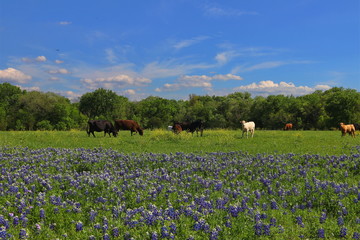 Wall Mural - Cattle and Bluebonnets near Waco Texas