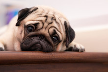 Cute Dog Pug Breed Have A Question And Making Funny Face Feeling So Happiness And Fun,Selective Focus