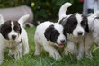 © Lato-Pictures - puppies on grass