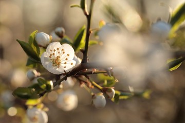Fotomurales - Spring flowers blooming on a tree