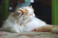Persian Cat Resting
