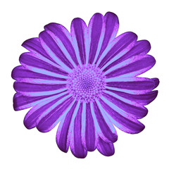 Sticker - Flower purple blue daisy isolated on white background with clipping path. Close-up. Nature.