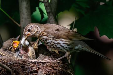 Poster - Song Thrush (Turdus philomelos).