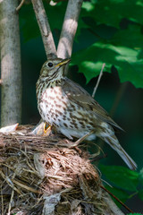 Wall Mural - Song Thrush (Turdus philomelos).